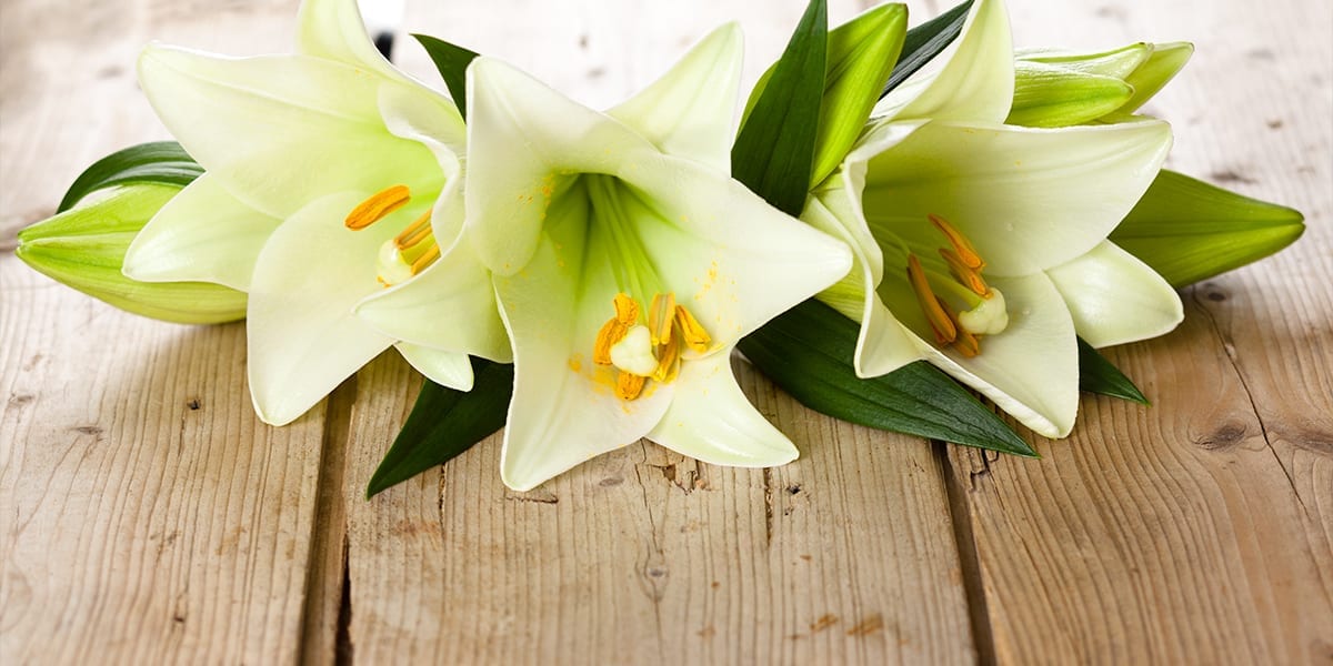 easter-lily-care-easter-lilies-on-wood-up-close
