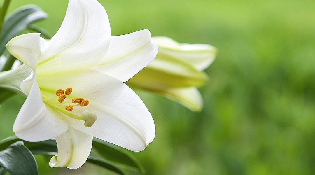 easter-lily-care-easter-lily-in-garden-green