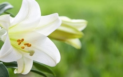 Easter Lily How-to Care