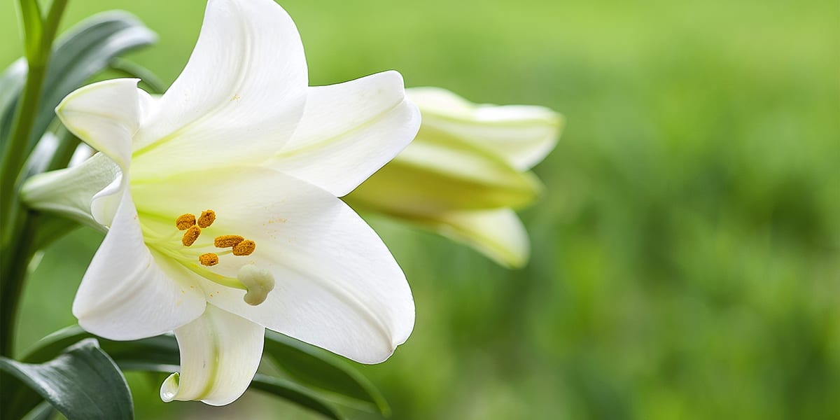 easter lily step by step