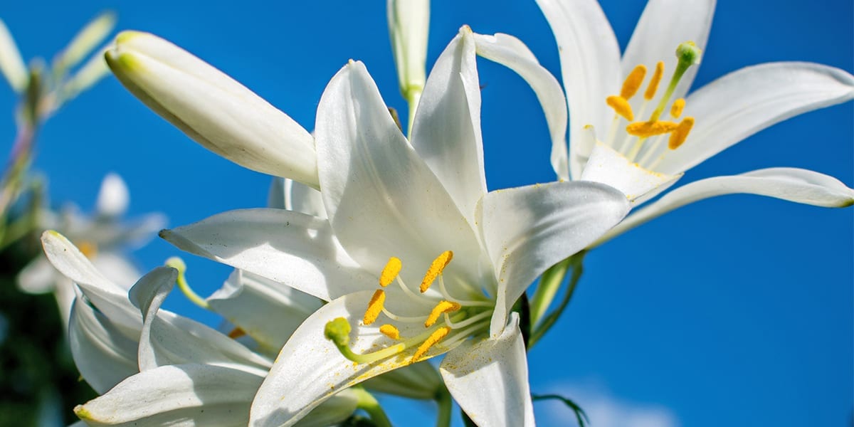 easter-lily-care-easter-lily-in-sunny-garden-up-close
