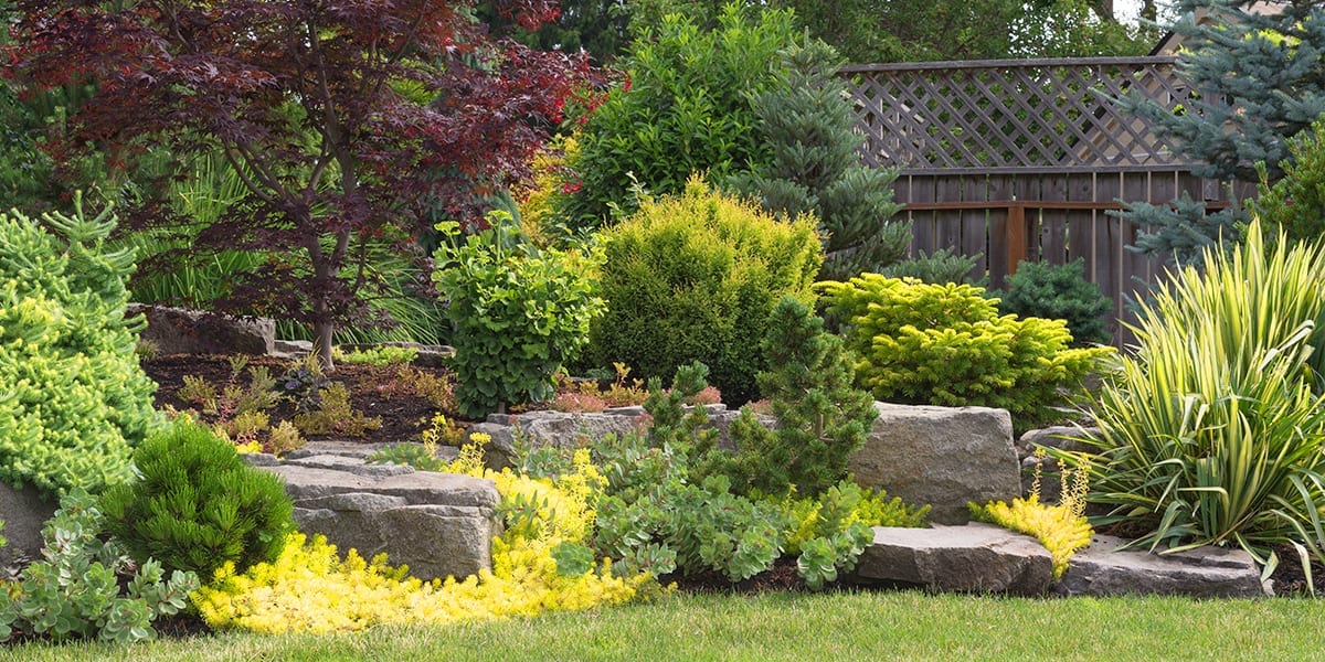 landscaping-checklist-evergreens-and-stones-backyard
