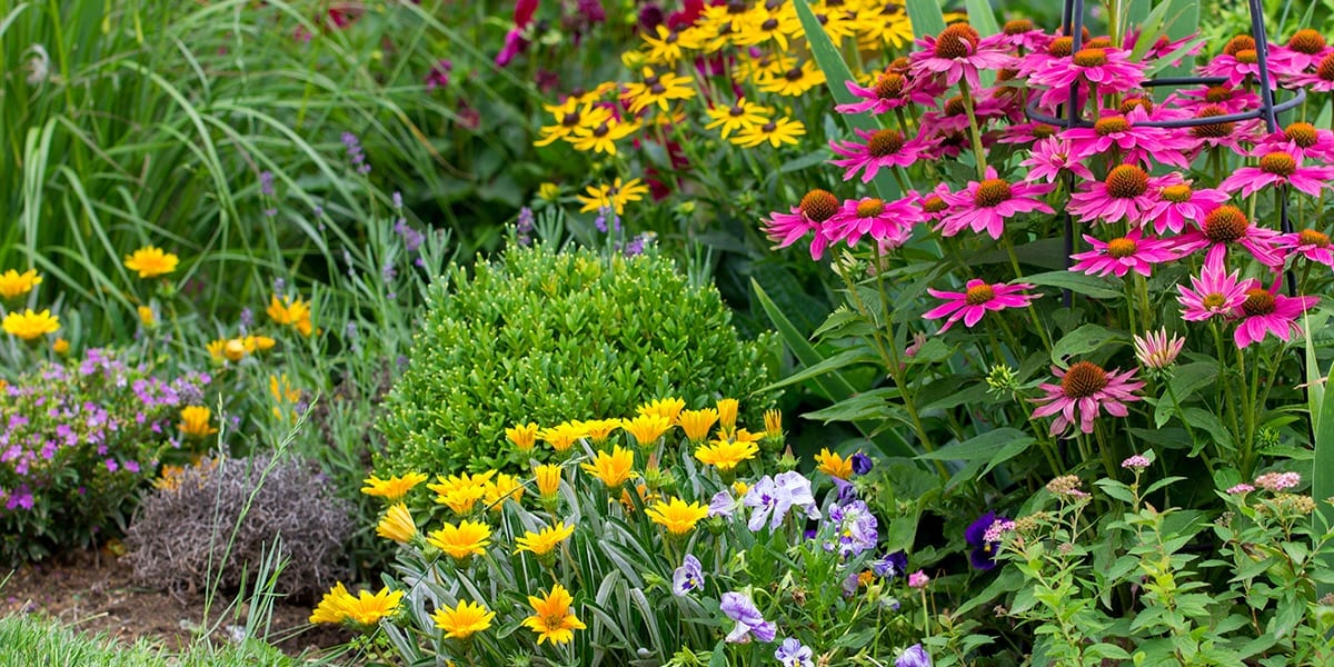landscaping-checklist-landcsaping-flowers-close-up