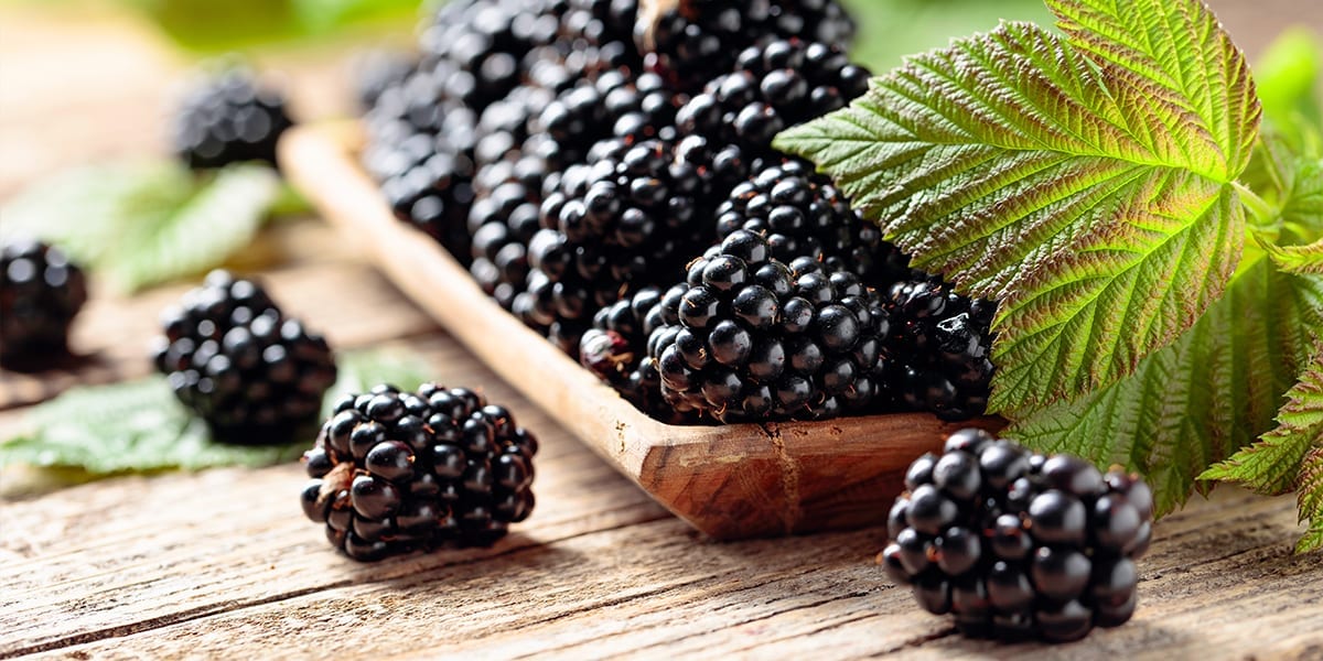 berry-shrubs-blackberries