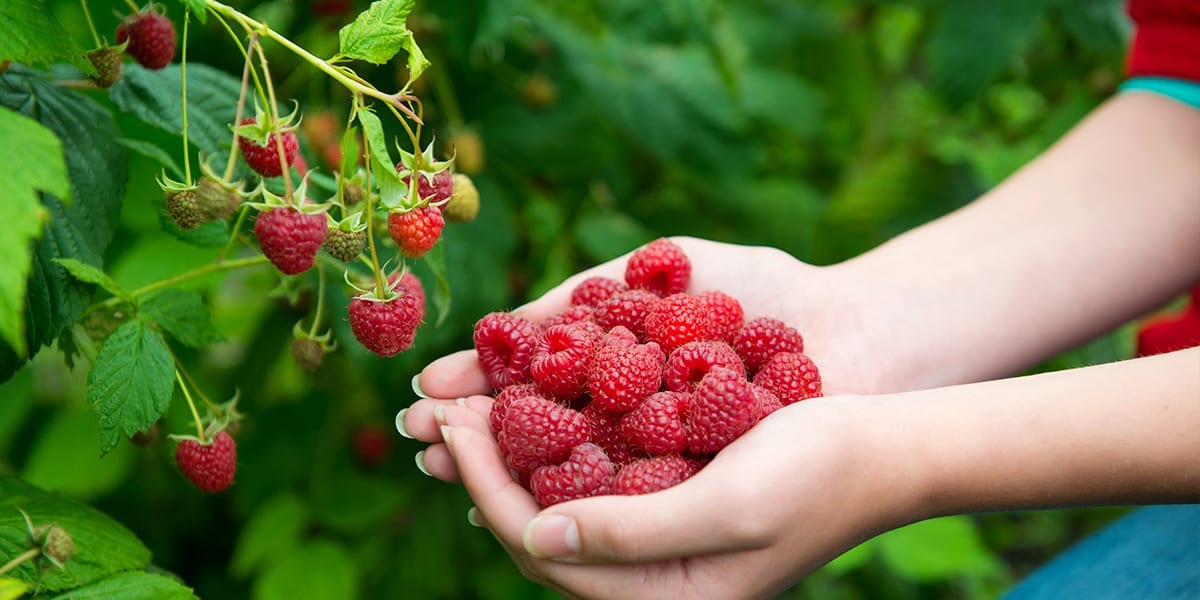 berry-shrubs-raspberries