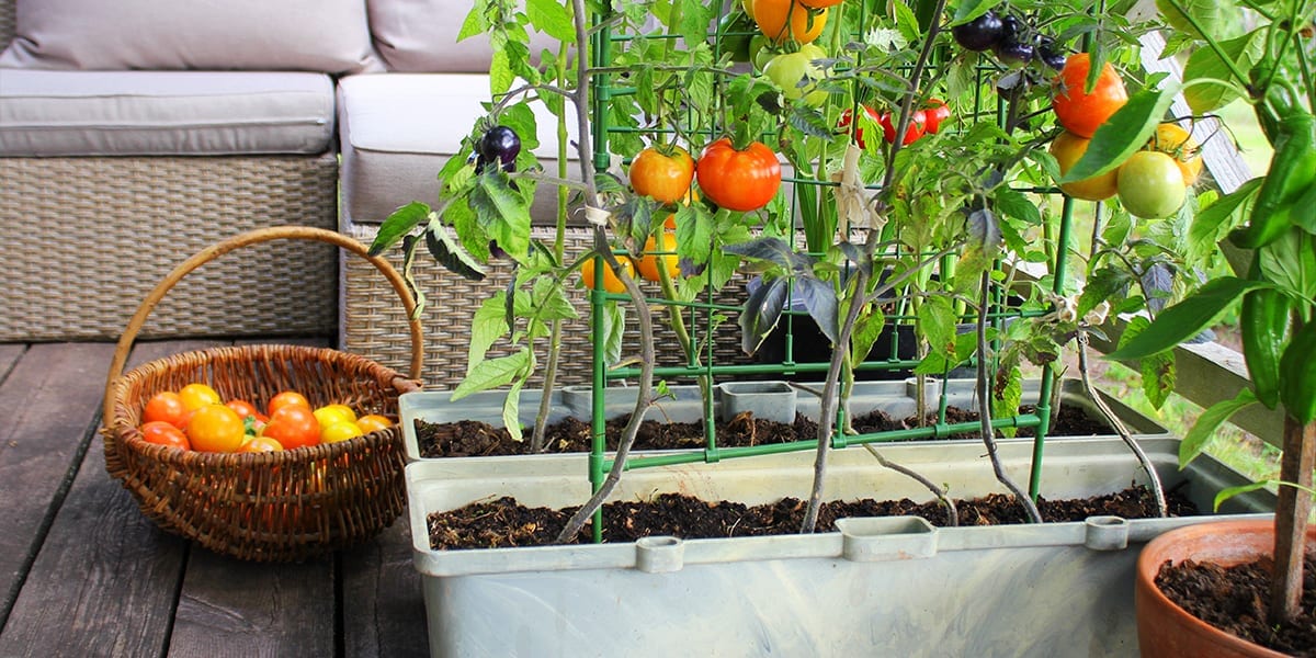 outdoor-kitchen-edible-planters-tomato-planters