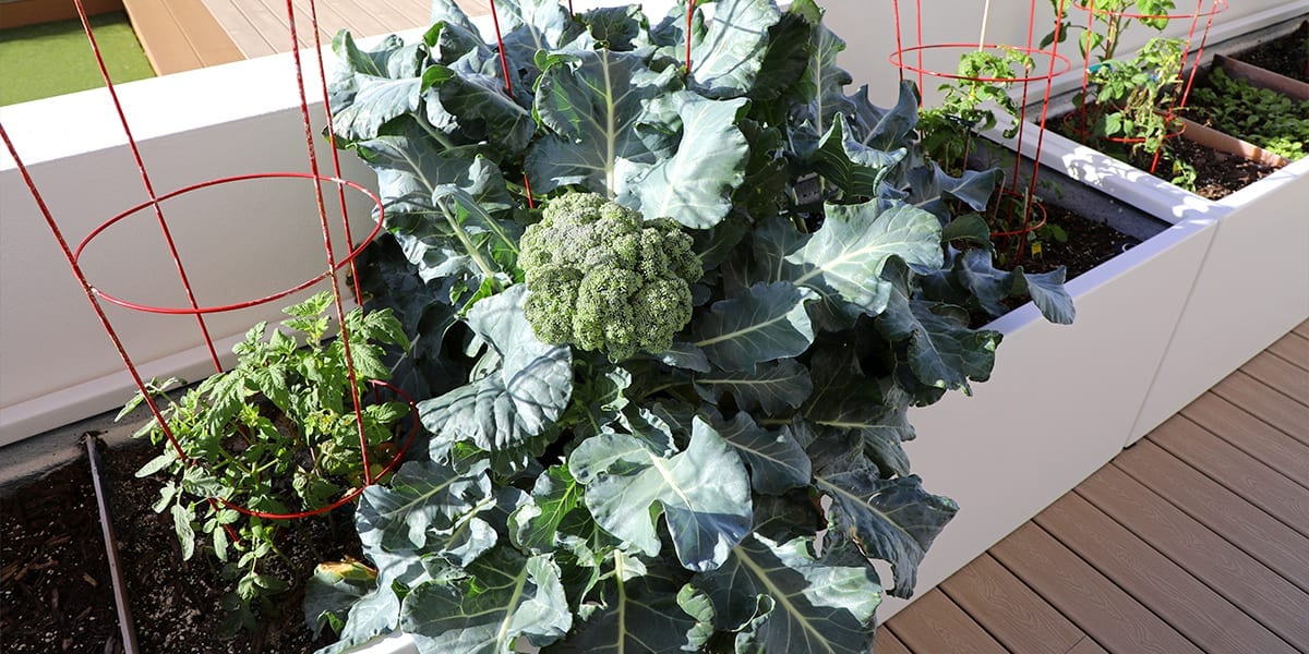 outdoor-kitchen-edible-planters-white-vegetable-planters-broccoli
