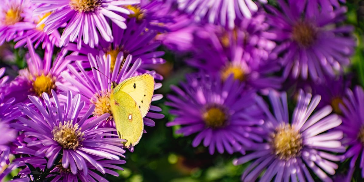 pollinators-butterflies-asters-light-butterfly
