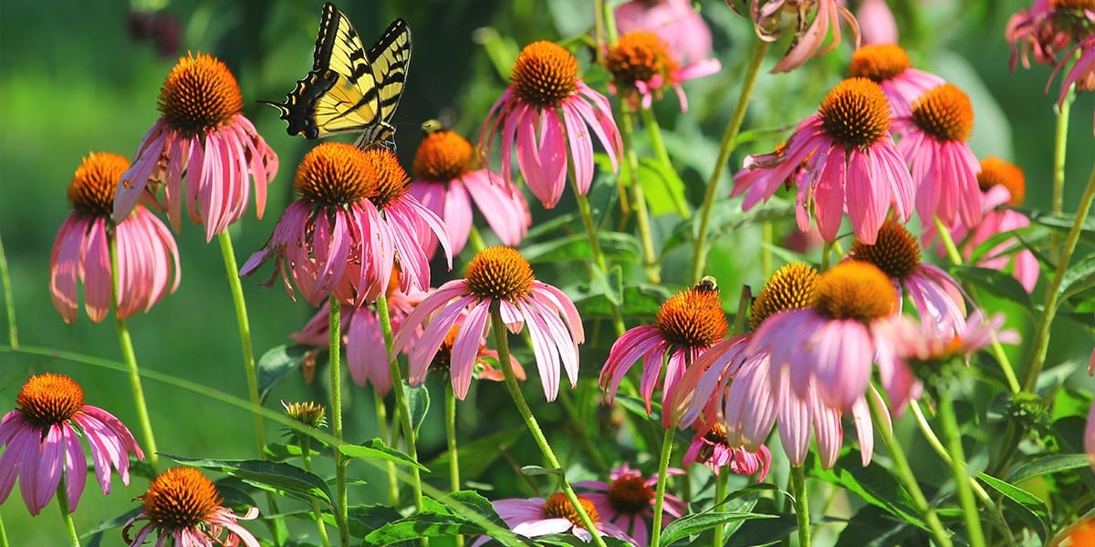 pollinators-butterflies-coneflower-butterfly