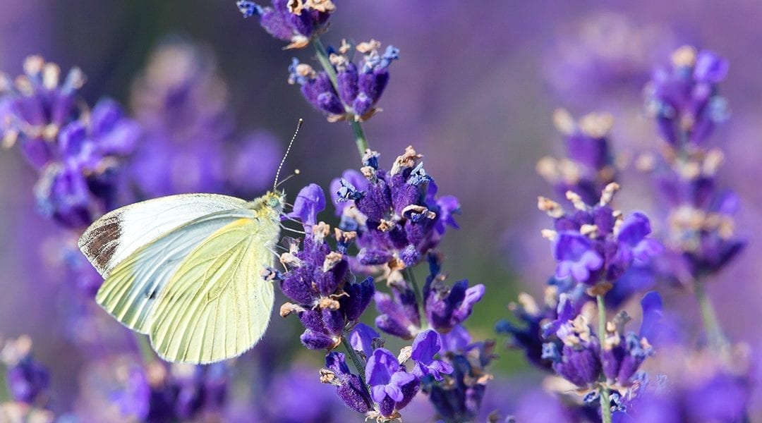 Pollinator Plants that Butterflies Love