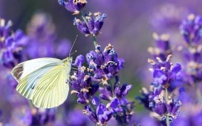 Pollinator Plants that Butterflies Love