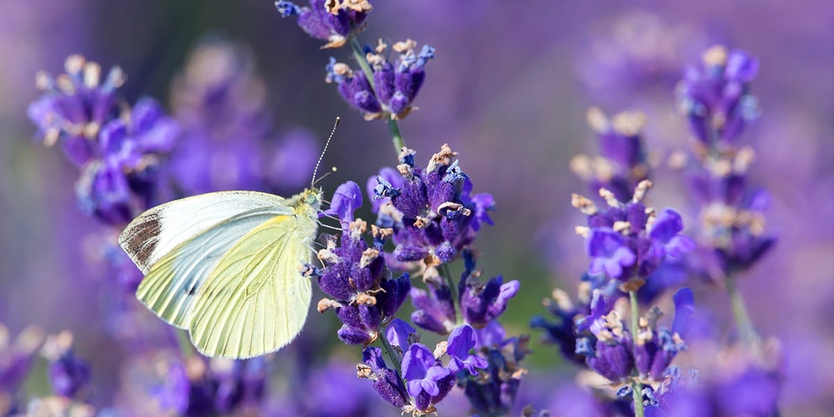 Pollinator Plants that Butterflies Love - Platt Hill Nursery - Blog & Advice
