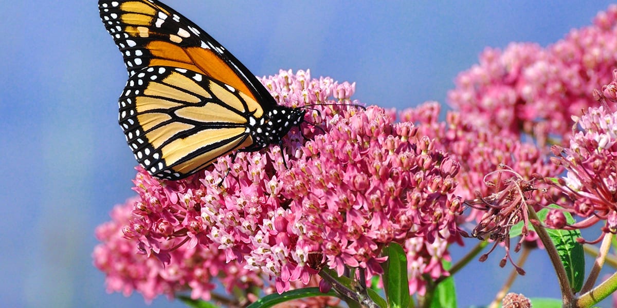 pollinators-butterflies-monarch-butterfly-milkweed