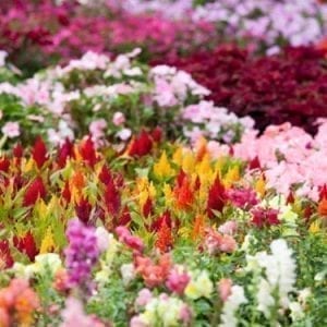 Annuals