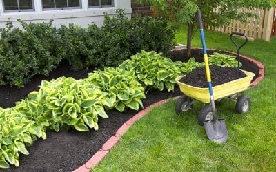 Give Dad a Break! DIY Landscape Improvements