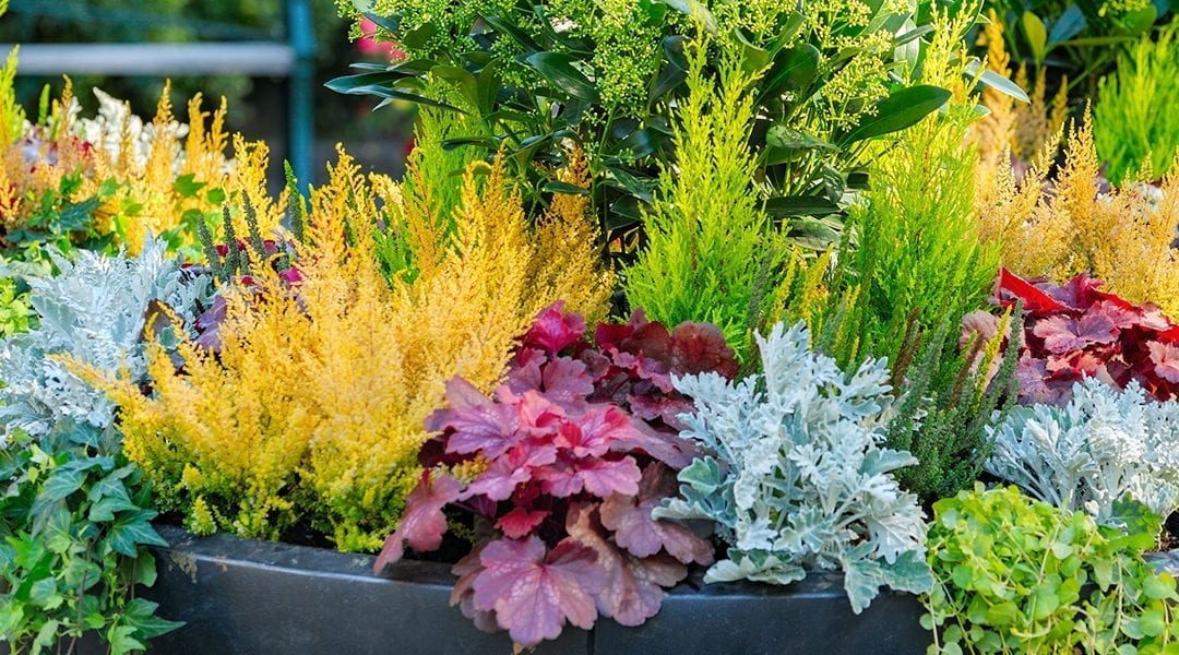 Dammann's Garden Company – Thrillers, Fillers & Spillers: How to Design a  Stunning Spring Planter