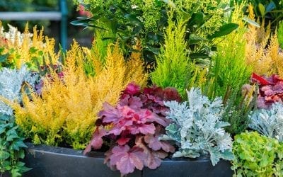 Design Essentials for Container Gardens