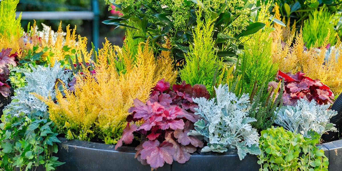 The Secret to Great Garden Containers: Thrillers, Fillers, and
