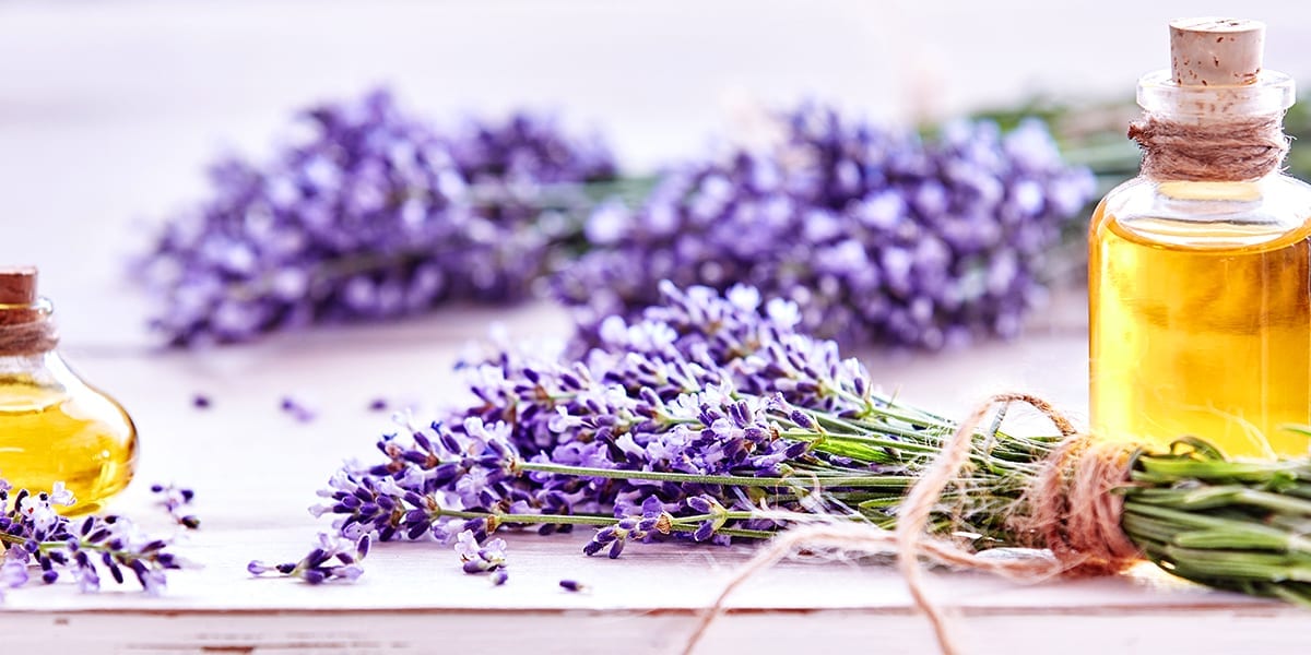 garden-plants-soothing-stress-lavender