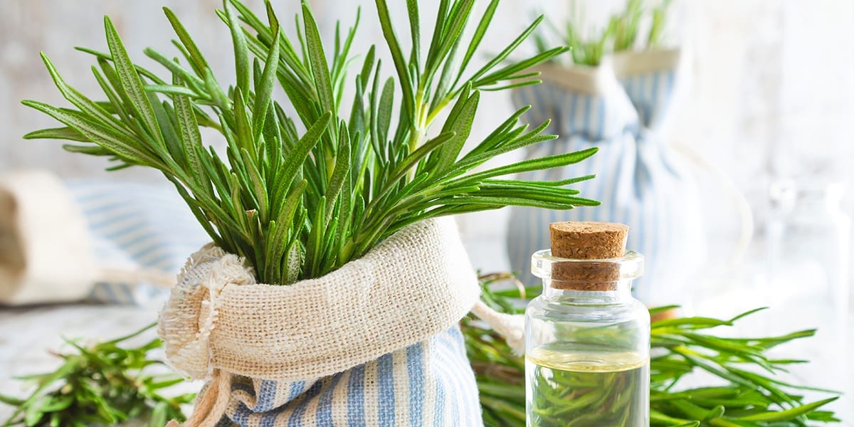 garden-plants-soothing-stress-rosemary