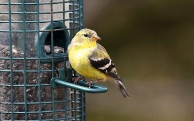 Gardening for Winged Friends