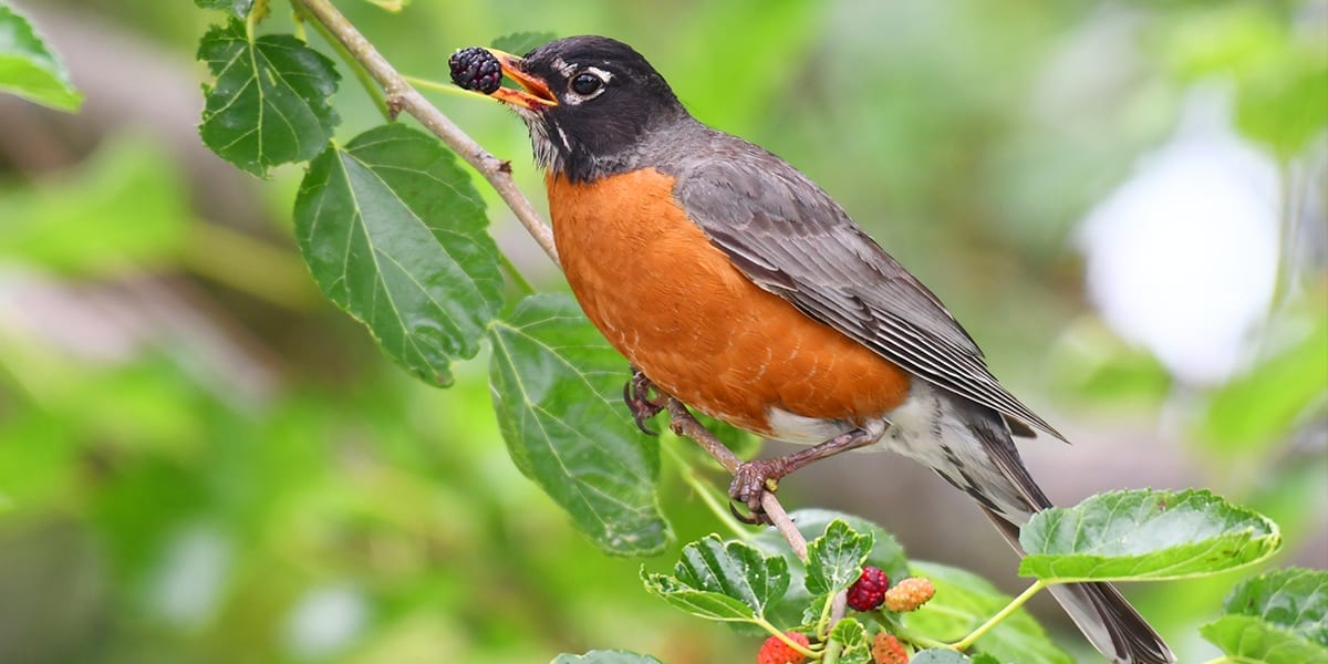 gardening-birds-platt-hill-robin