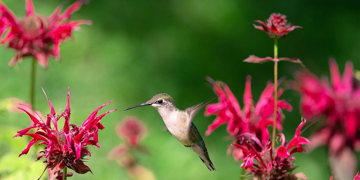 hummingbird-friends-ideas-for-kids-bee-balm-flower