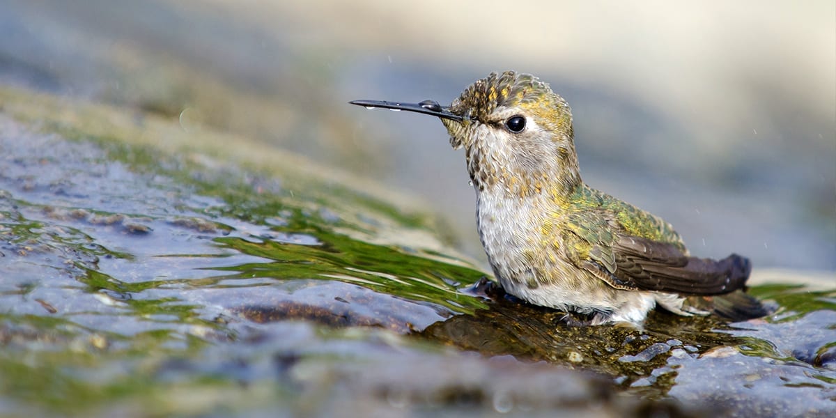 hummingbird-friends-ideas-for-kids-hummingbird-bath