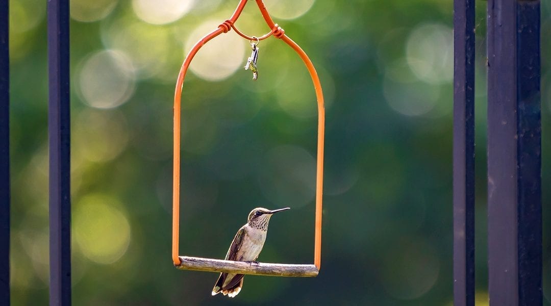hummingbird-friends-ideas-for-kids-hummingbird-perch