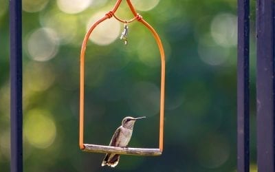 Make Friends with a Hummingbird! Fun Ideas for Kids