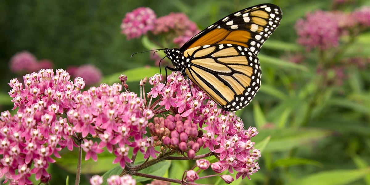 perennials-zone-5-platt-hill-milkweed-butterfly