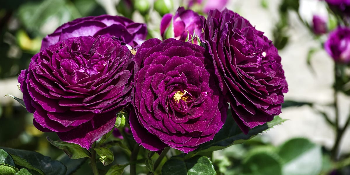 rose-month-platt-hill-purple-roses