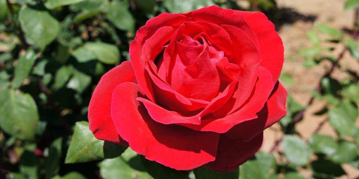 rose-month-platt-hill-red-rose