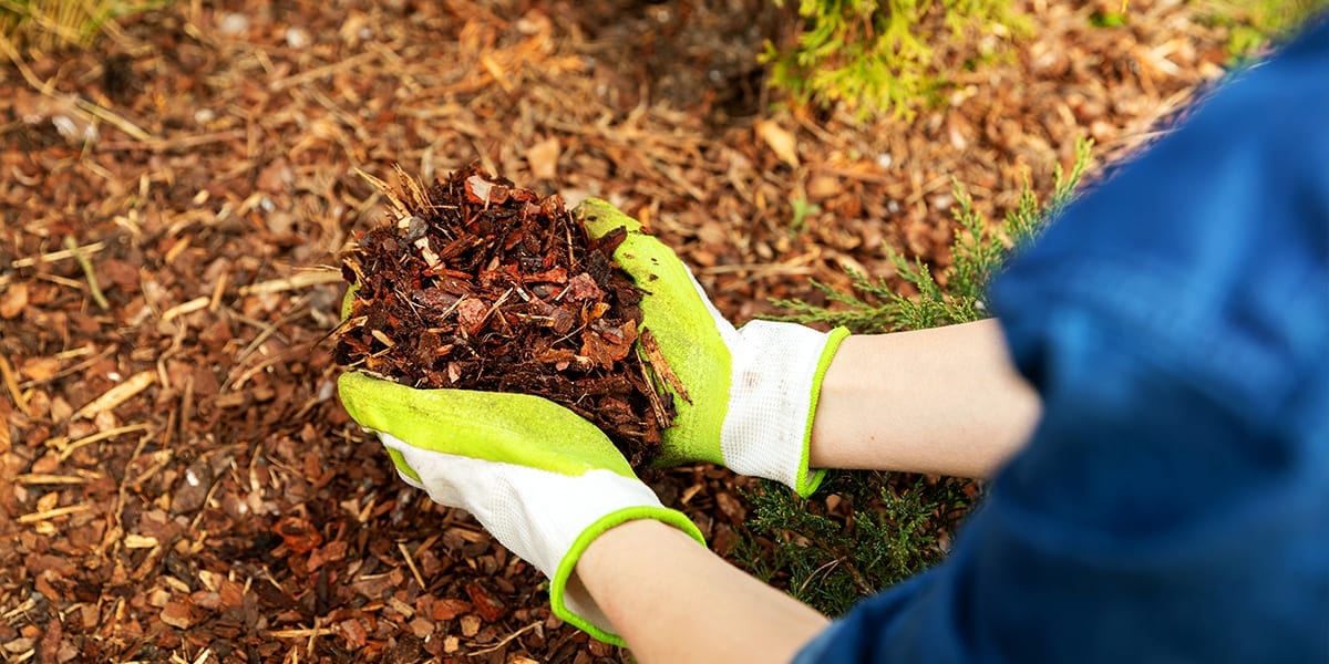 https://platthillnursery.com/wp-content/uploads/2020/05/smart-ways-to-prevent-pests-disease-mulch.jpg