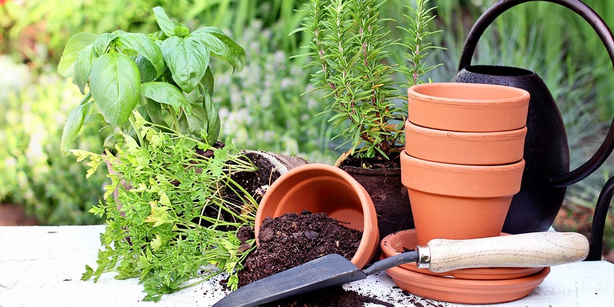 smart-ways-to-prevent-pests-disease-planting-companion-herbs