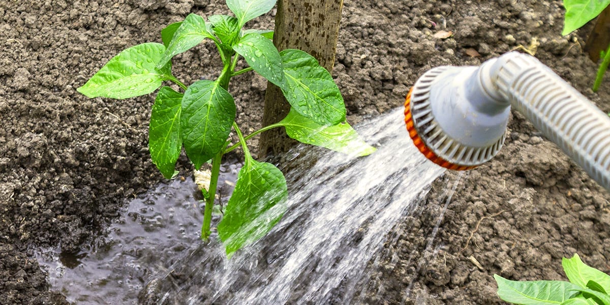 smart-ways-to-prevent-pests-disease-watering-plants