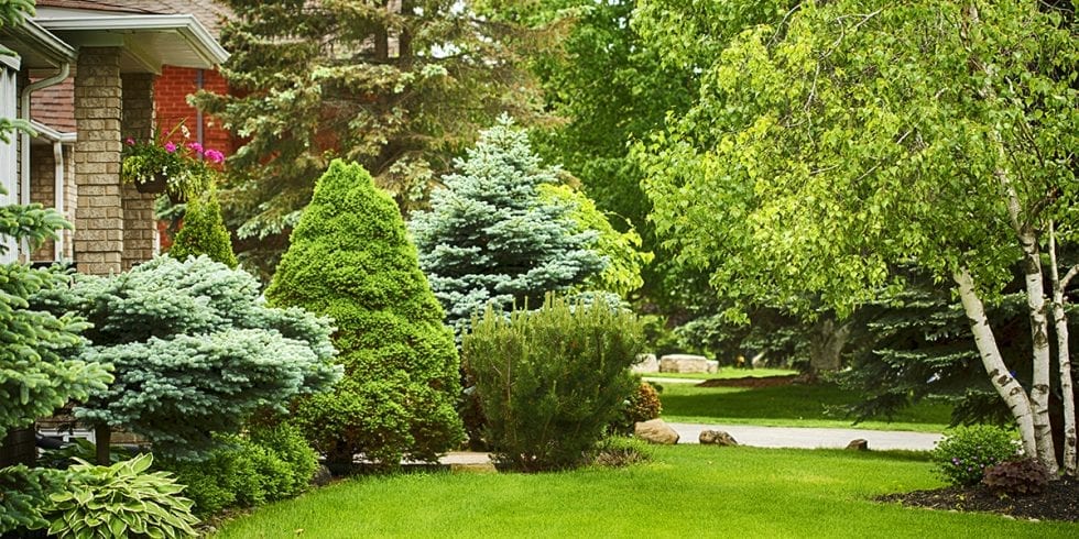 Cooling the Home with Shade Trees | Platt Hill Nursery | Blog & Advice