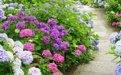 Our 5 Favorite Hydrangeas