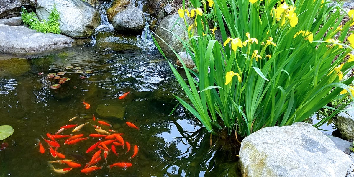 platt-hill-garden-water-features-fish-pond