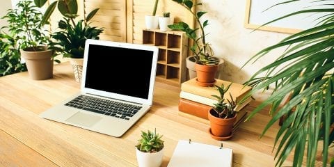 How Houseplants Can Help You Study | Platt Hill Nursery | Blog & Advice