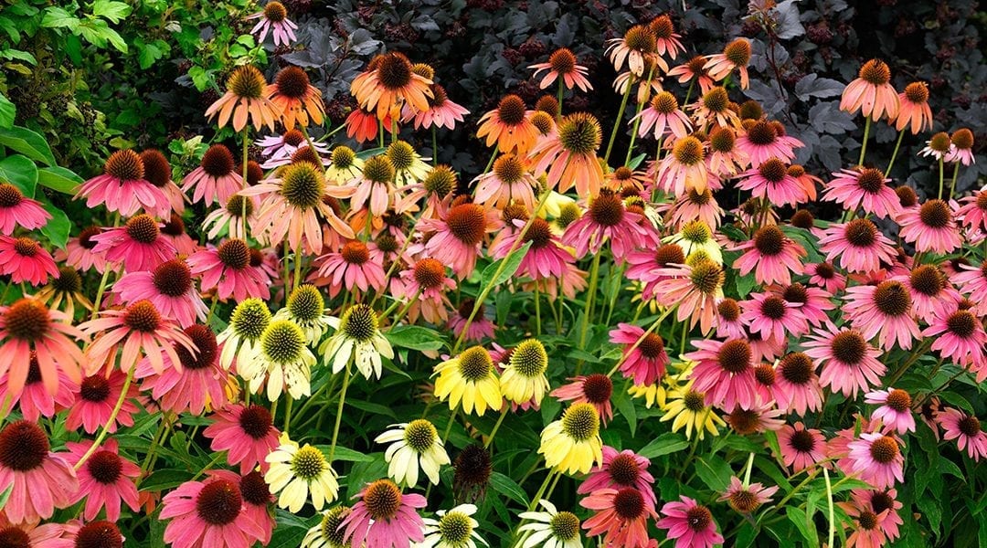 Top Late-Blooming Perennials