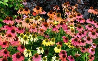 Top Late-Blooming Perennials