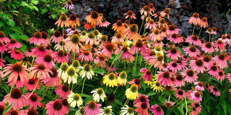 Top Late-blooming Perennials 