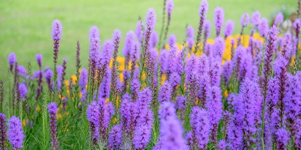 Top Late-Blooming Perennials | Platt Hill Nursery | Blog & Advice