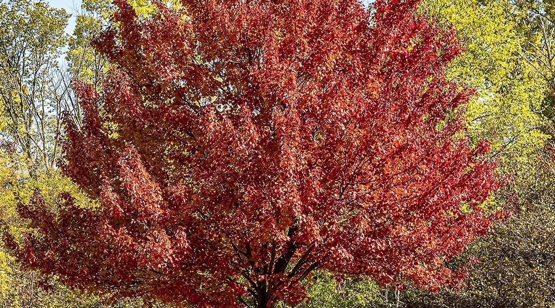 Planting Rich Fall Color: Trees