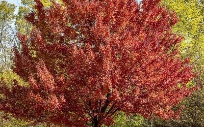 Planting Rich Fall Color: Trees