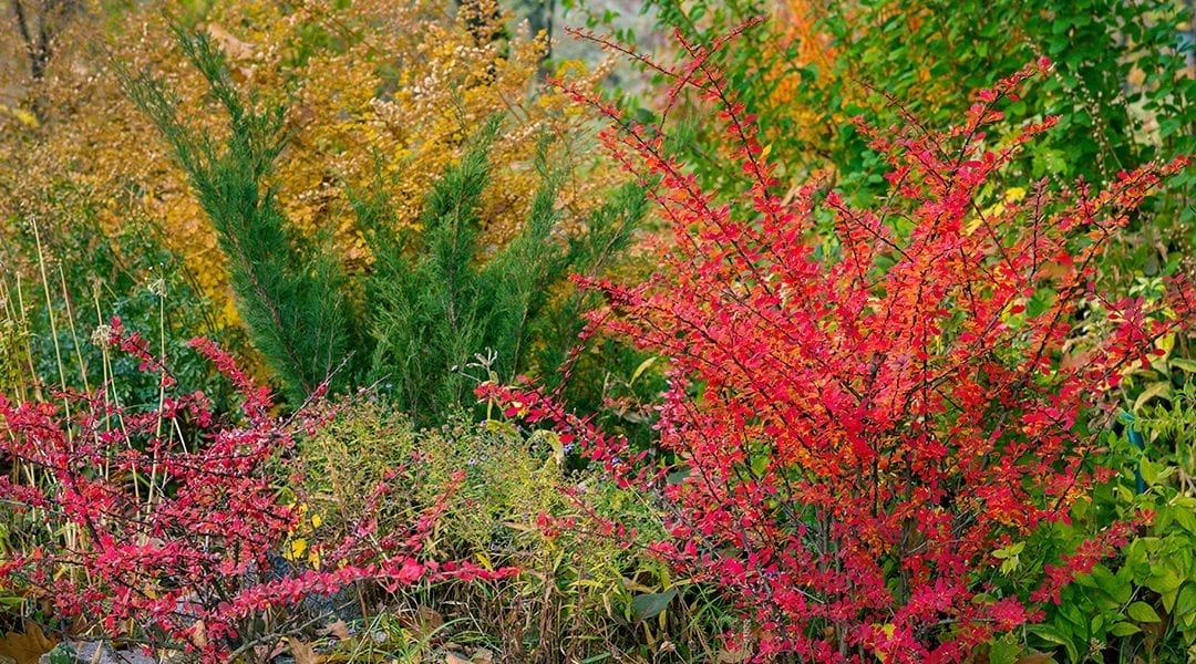 Planting Rich Fall Color: Shrubs