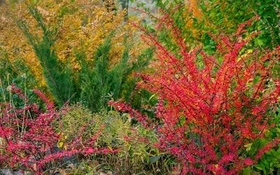 Planting Rich Fall Color: Shrubs