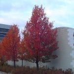 Chanticleer Ornamental Pear Tree - Fast Growing Trees & Shrubs