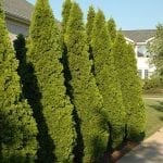 Emerald Green Arborvitae - Fast Growing Trees & Shrubs